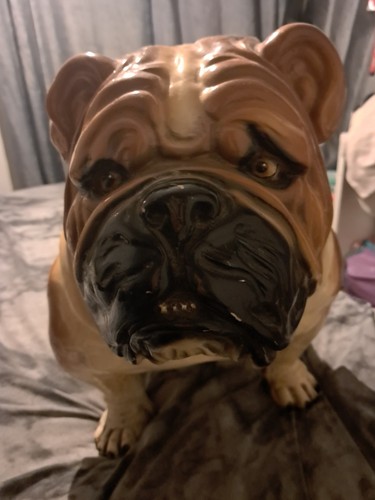 British bull dog life - , size
