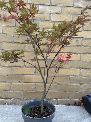 Acer palmatum amagi shigure - acer,