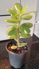 Large Jade plant. Crassula