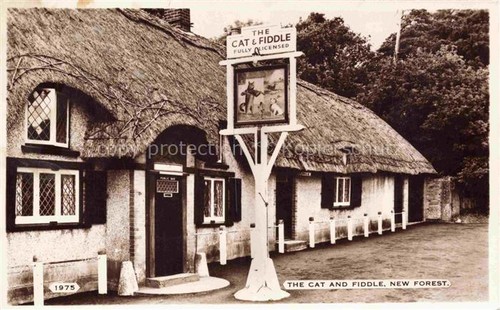 Cat fiddle inn new forest - fiddle,