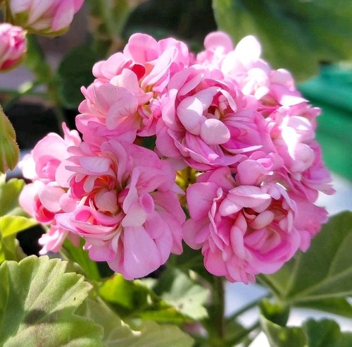 Pelargonium anita rosebud - -,