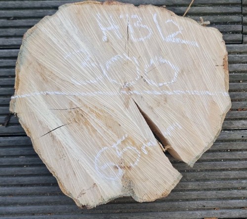 Old hornbeam burr burl - hornbeam,