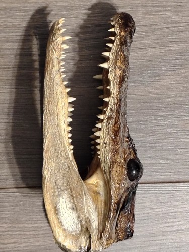 Alligator taxidermy head - taxidermy,