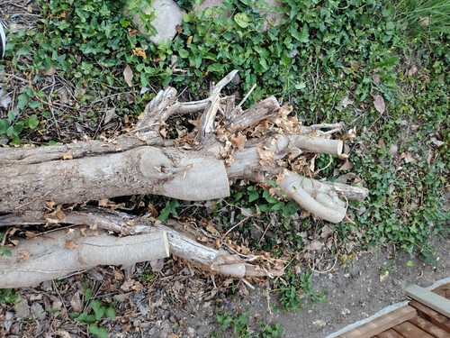 Garrya elliptica tree stump - garrya,