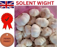 20X Garlic Cloves "SOLENT WIGHT" From Bulbs - For Planting Viable Cloves UK
