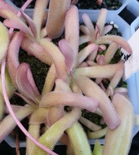Pinguicula beginner's bundle