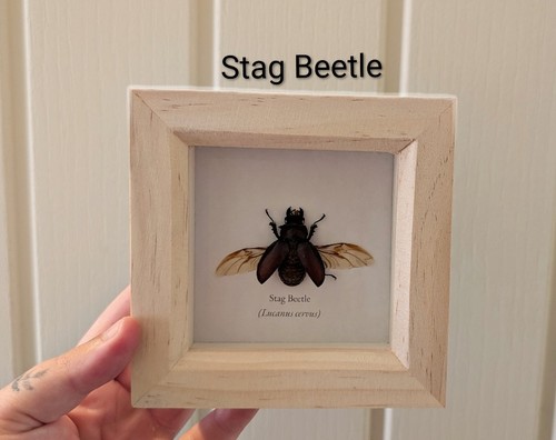 Stag beetle entomology - beetle,,
