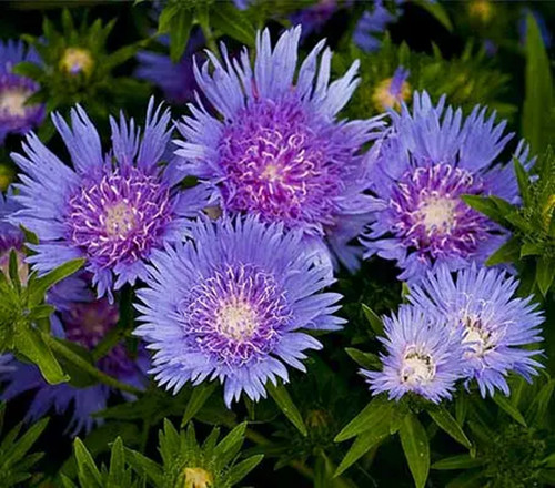 Stokesia blue star - star, perennial