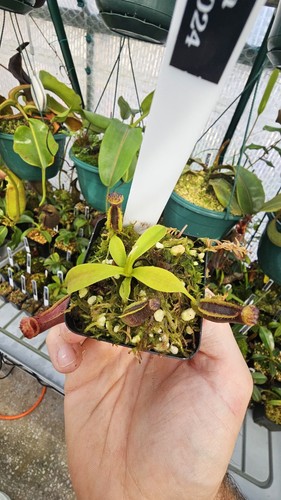 Nepenthes naga seed - nepenthes,
