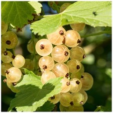 White Currant Ribes Rubrum
