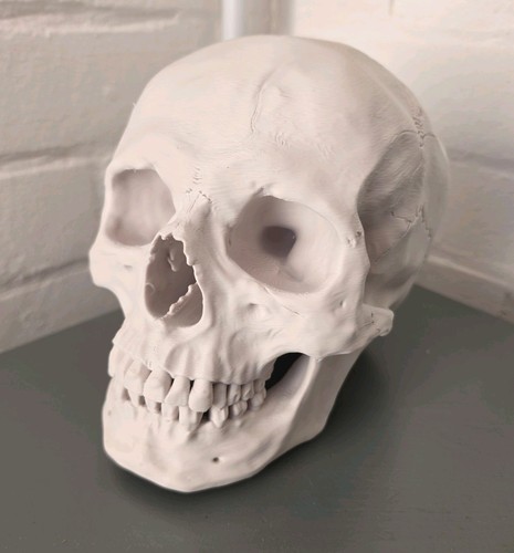 Anatomically correct human - correct,