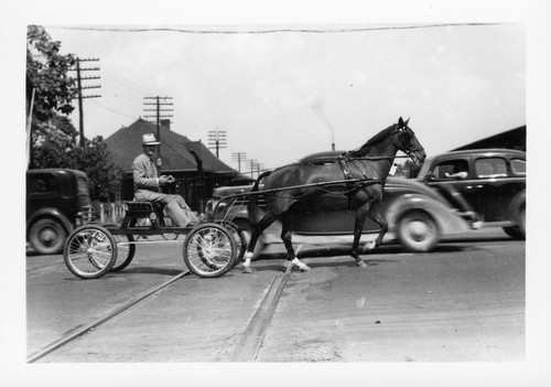 Cole bros circus horse - cole,