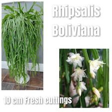5 Rhipsalis Boliviana indoor