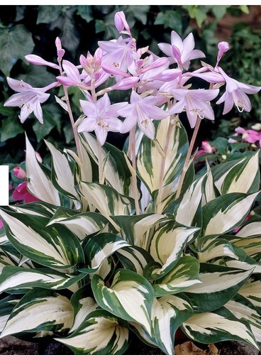 Hosta fire and ice bare - hosta,