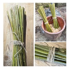 30 Common Osier Willow