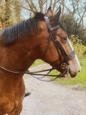 Double Bridle Hardly Used XL