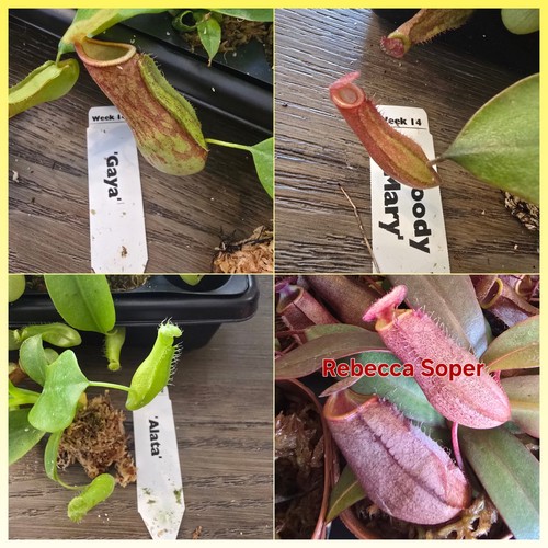 Packs tropical pitcher plant - packs,