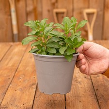 Peppermint Bush - Cooking Herb