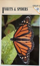 Wildlife-Fact-File-Insects & Spiders-Wild Animals-Nature-Collectors-From 1 to 66