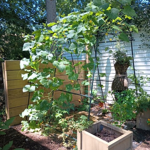 Extra tall garden arch - tall,