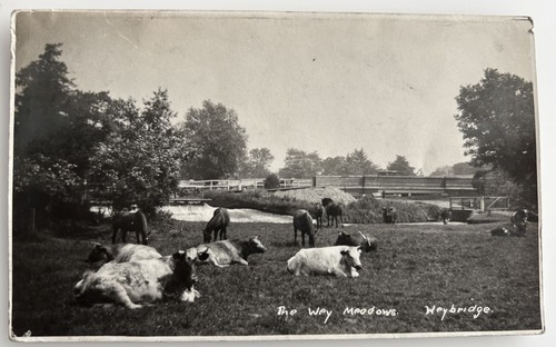 Weybridge the wey meadows - the,