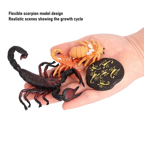 Scorpion growth cycle toy - growth,