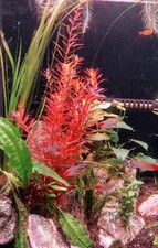 5 Stems Rotala Rotundifolia