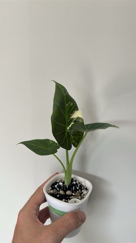 Alocasia regal shields - alocasia,