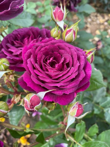 Sally purple floribunda rose - floribunda,