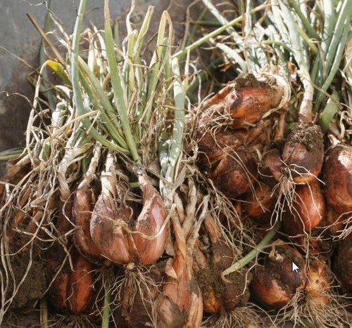 Allium cepa cuisse poulet - allium,