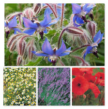 Herb & Veg Seeds - Large Variety - Grow your own - Free P & P - Up to 20% Off