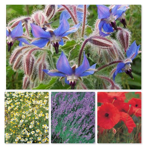 Herb veg seeds - &, large