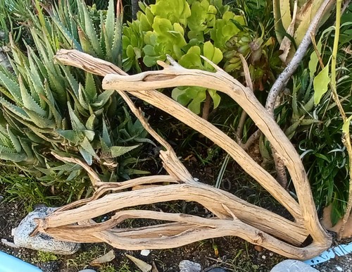 Set large driftwood - of,