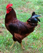 24 Rhode Island Red Fertile