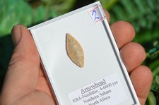 HIGH GRADE PREHISTORIC/