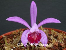 Pleione Riah Shan - a winter-flowering primary hybrid