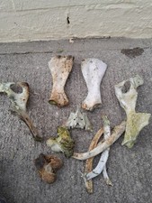 Cow/pony Bones Pelvis,shoulder