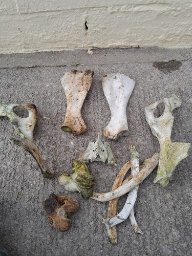 Cow pony bones pelvis - bones, pelvis,shoulder