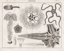 Worms Encrinus Euryale Ophiura