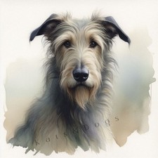 IRISH WOLFHOUND Watercolour