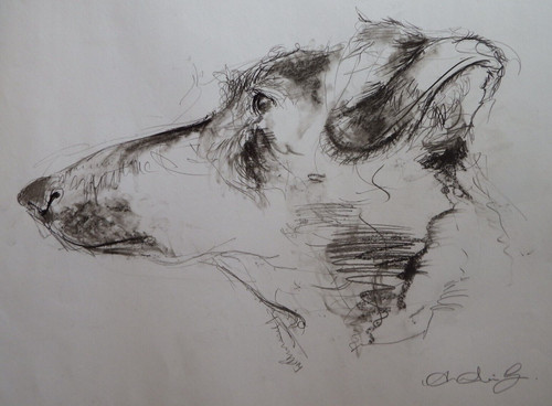 Drawing the head profile - the, of