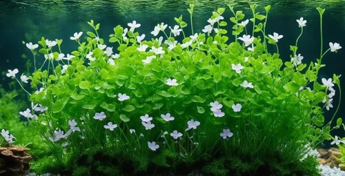 Bacopa caroliniana tropical - caroliniana,