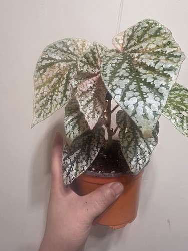 Begonia snow capped pink - begonia,