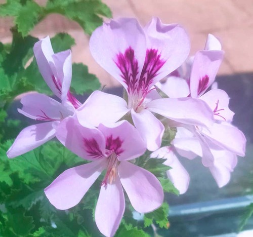 Copthorneunique pelargonium - copthorneunique,