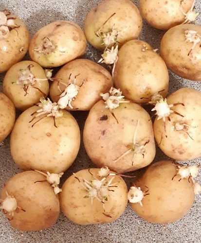 Maris piper potato - maris,