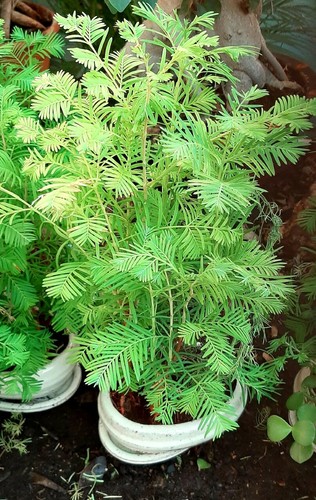 Sequoia dawn metasequoia - dawn,