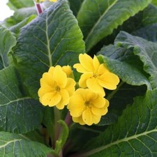 Polyanthus Yellow Boxed
