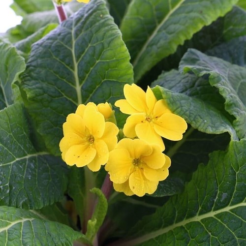 Polyanthus yellow boxed - yellow,