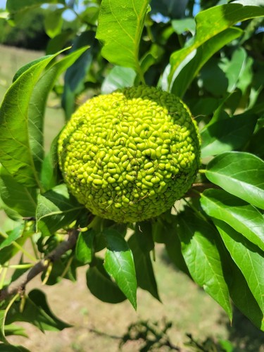 Farm fresh hedge apple - hedge,