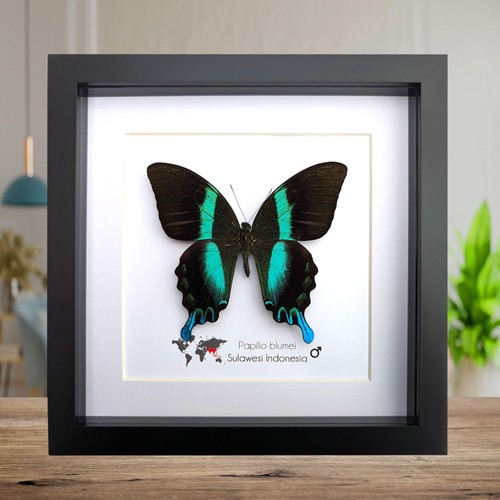 Framed peacock butterfly - framed,